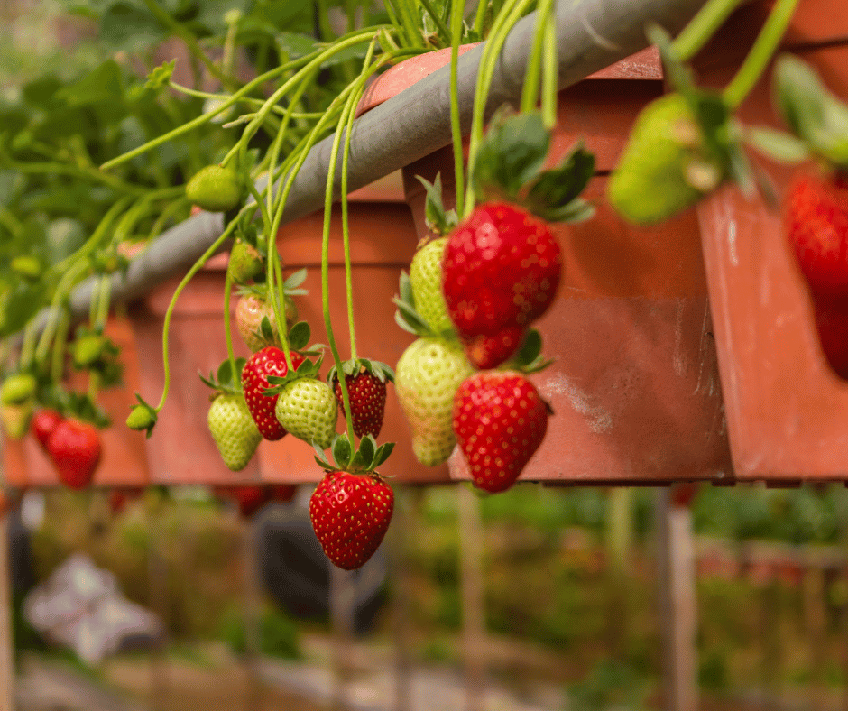 Strawberry Farm